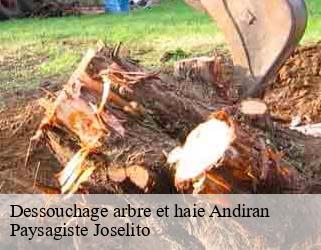 Dessouchage arbre et haie  andiran-47170 Paysagiste Joselito